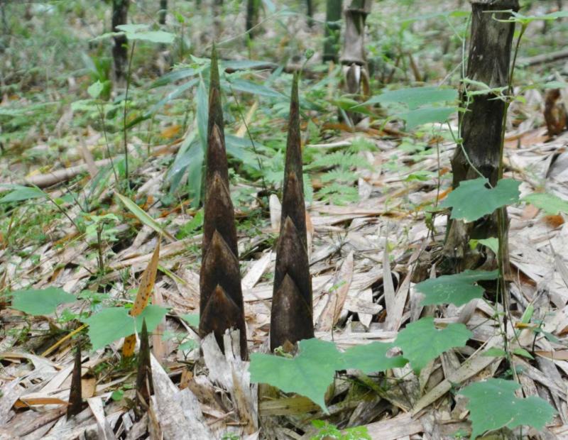 带壳高山野生牛尾笋竹笋新鲜现挖秋笋嫩笋尖小笋子