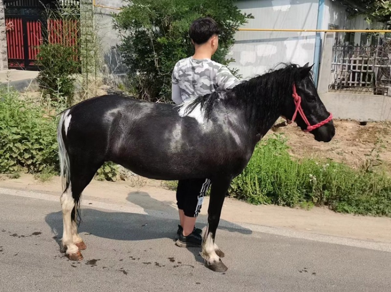 乘骑马俱乐部用景区专用马产地直发自己养殖一手货源