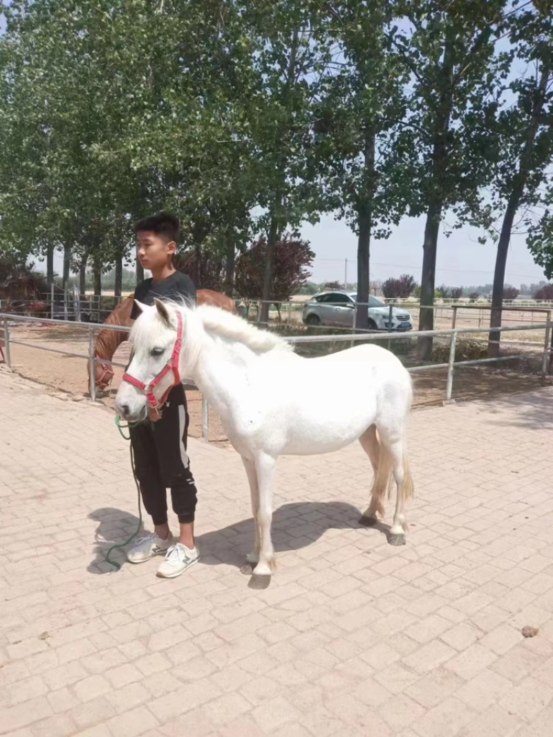 乘骑马俱乐部用景区专用马产地直发自己养殖一手货源