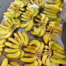 专营进口香蕉，菲律宾青蕉，二黄蕉，价格实惠，欢迎实地