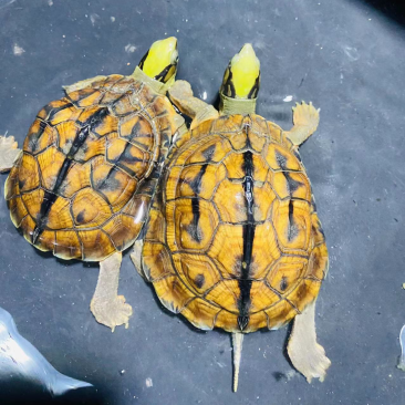 4到5两海南大头，招财镇宅风水龟1公1母