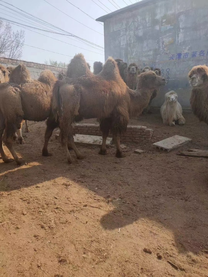 骆驼基地直发景区骑乘骆驼自己养殖支持看货货到付款