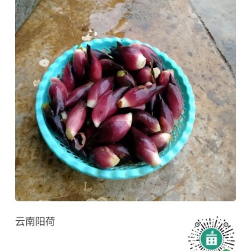 深山美味，大山包阳荷来自深山，享受大自然的美味，
