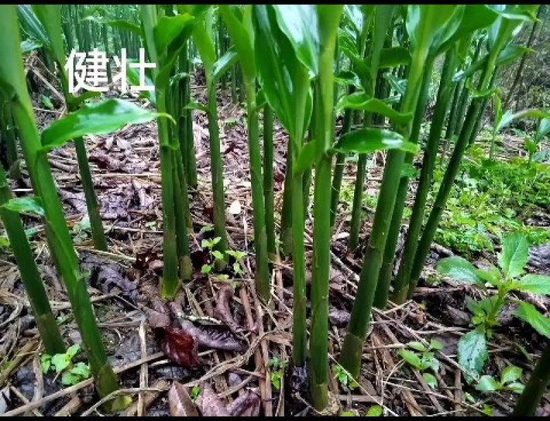 深山美味，大山包阳荷来自深山，享受大自然的美味，