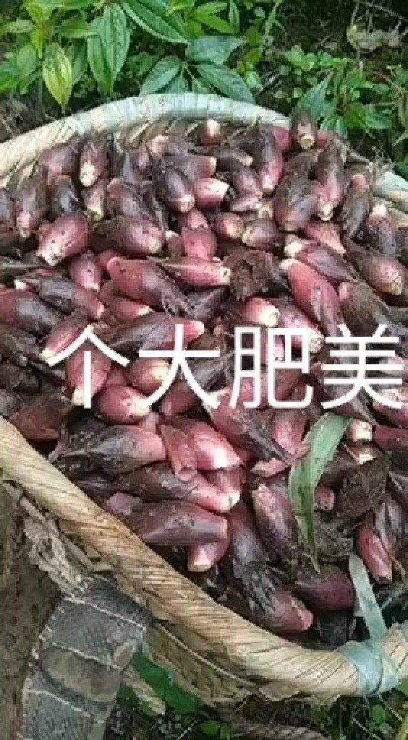 深山美味，大山包阳荷来自深山，享受大自然的美味，