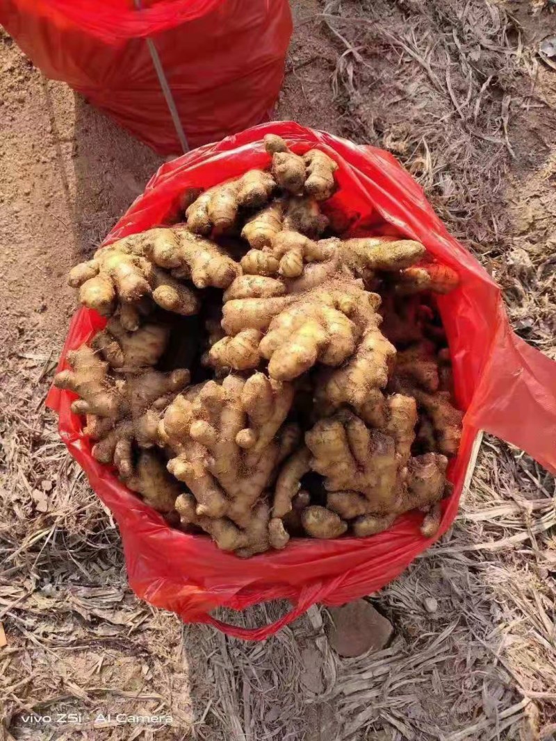 【优质】云南小黄姜产地批发货源充足坏烂包赔全国发货
