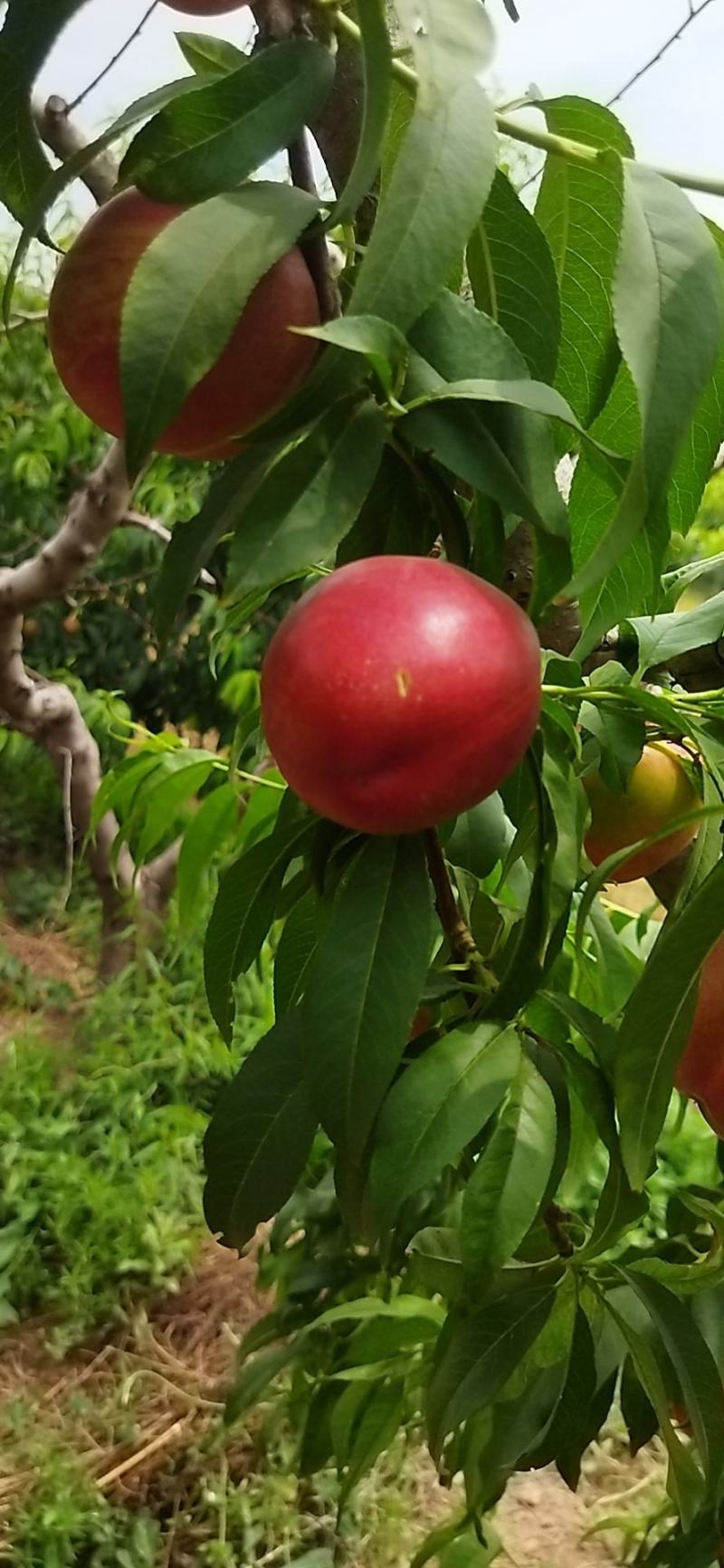 中油20油桃