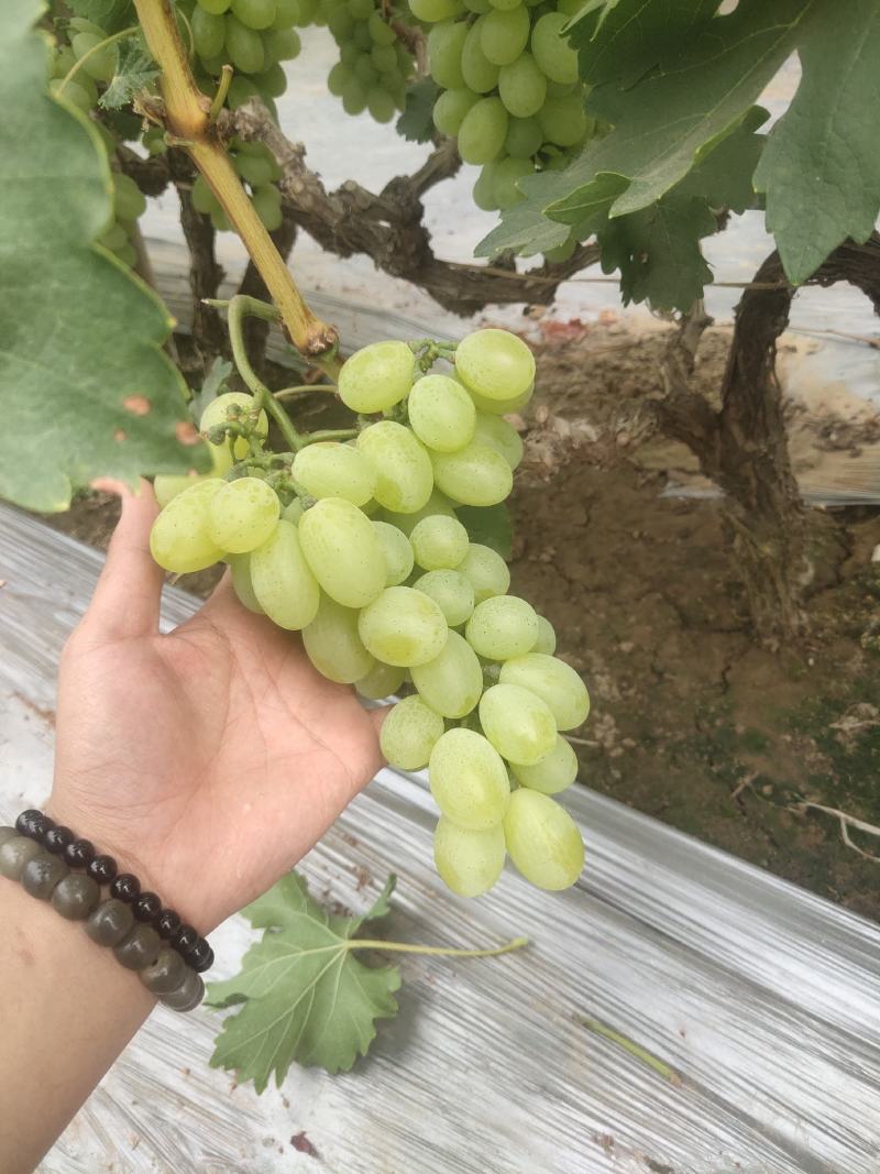 维多利亚葡萄想要的抓紧联系了