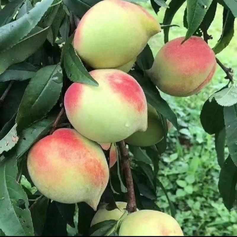 云南开远鹰嘴桃现摘现发一件代发新鲜好吃现货云南鹰嘴桃