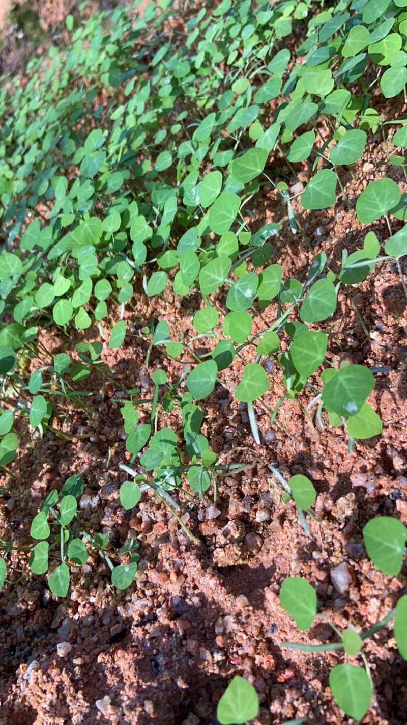 粉防己苗防己种苗江西地道药材籽育苗粉防己苗