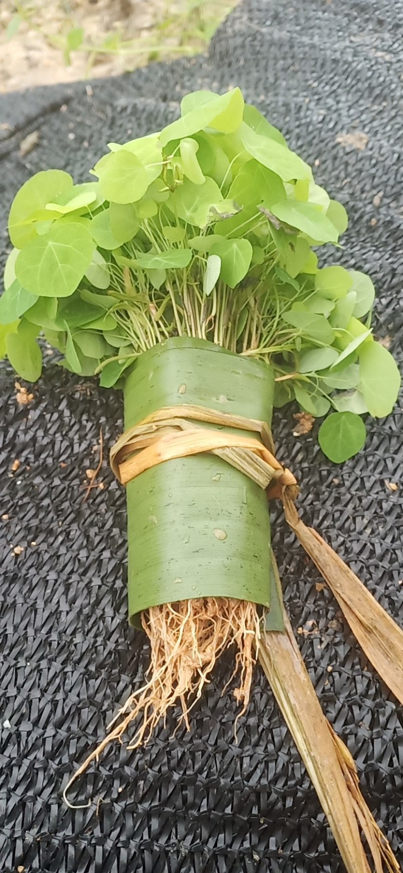 粉防己苗防己种苗江西地道药材籽育苗粉防己苗