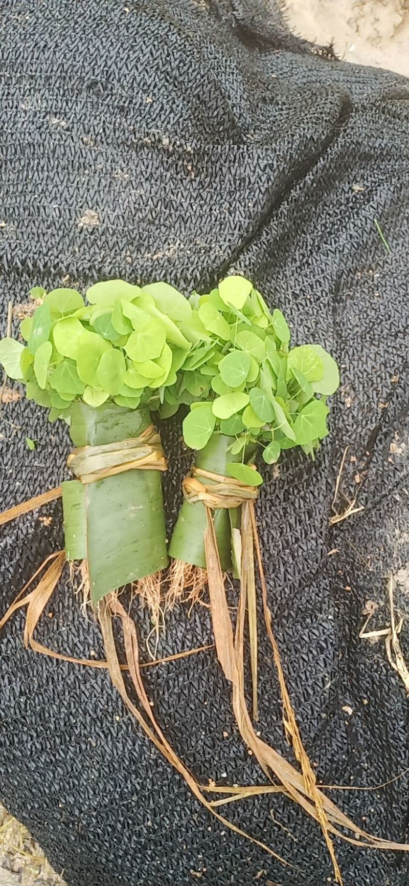 粉防己苗防己种苗江西地道药材籽育苗粉防己苗