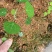 粉防己苗防己种苗江西地道药材籽育苗粉防己苗