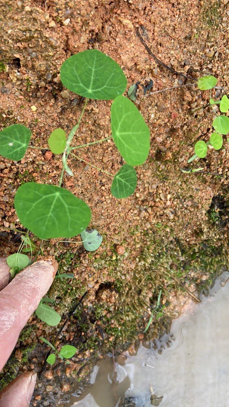 粉防己苗防己种苗江西地道药材籽育苗粉防己苗