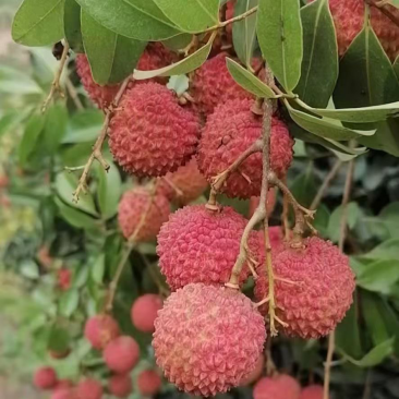 精品荔枝，大量有货