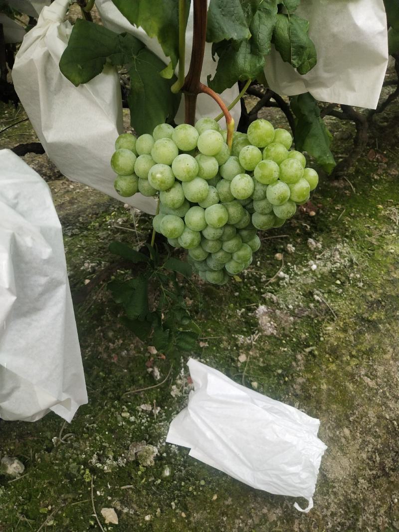 青葡萄