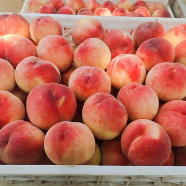 早十四号桃早玉桃，水蜜桃汁多肉厚口感甜货源稳定，质量高。
