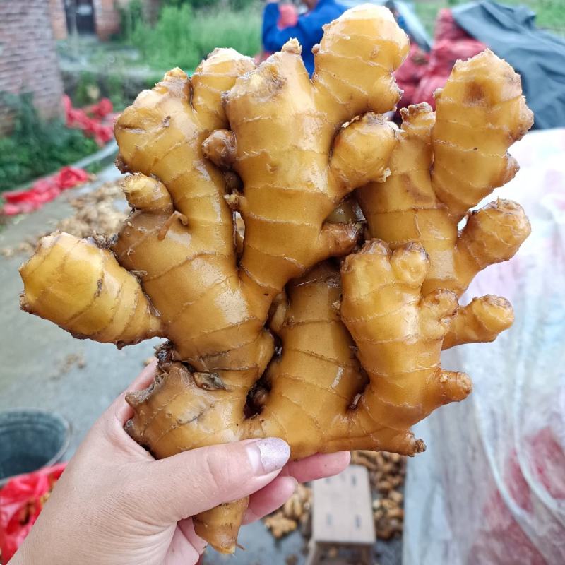 湖南汝城优质小黄姜大量供货中，一元上车保质保量!!!