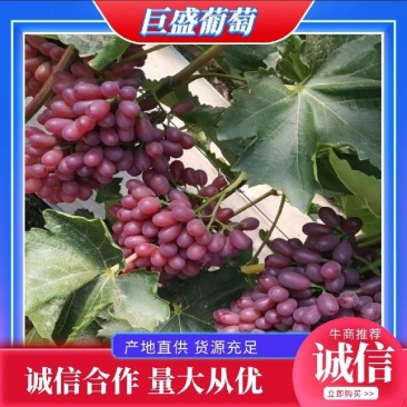 巨胜葡萄精品葡萄产地发货大量供应全国代发