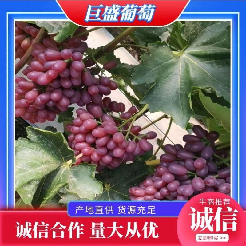 巨胜葡萄精品葡萄产地发货大量供应全国代发