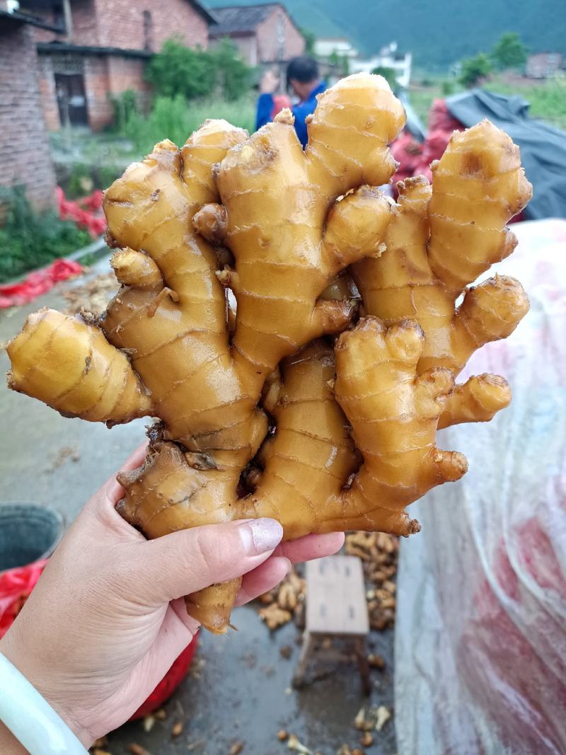湖南汝城优质小黄姜大量供货中，一元上车保质保量!!!