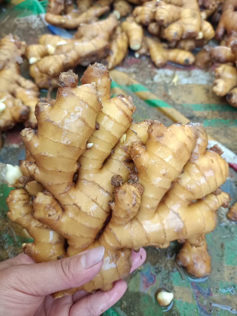 湖南汝城优质小黄姜大量供货中，一元上车保质保量!!!