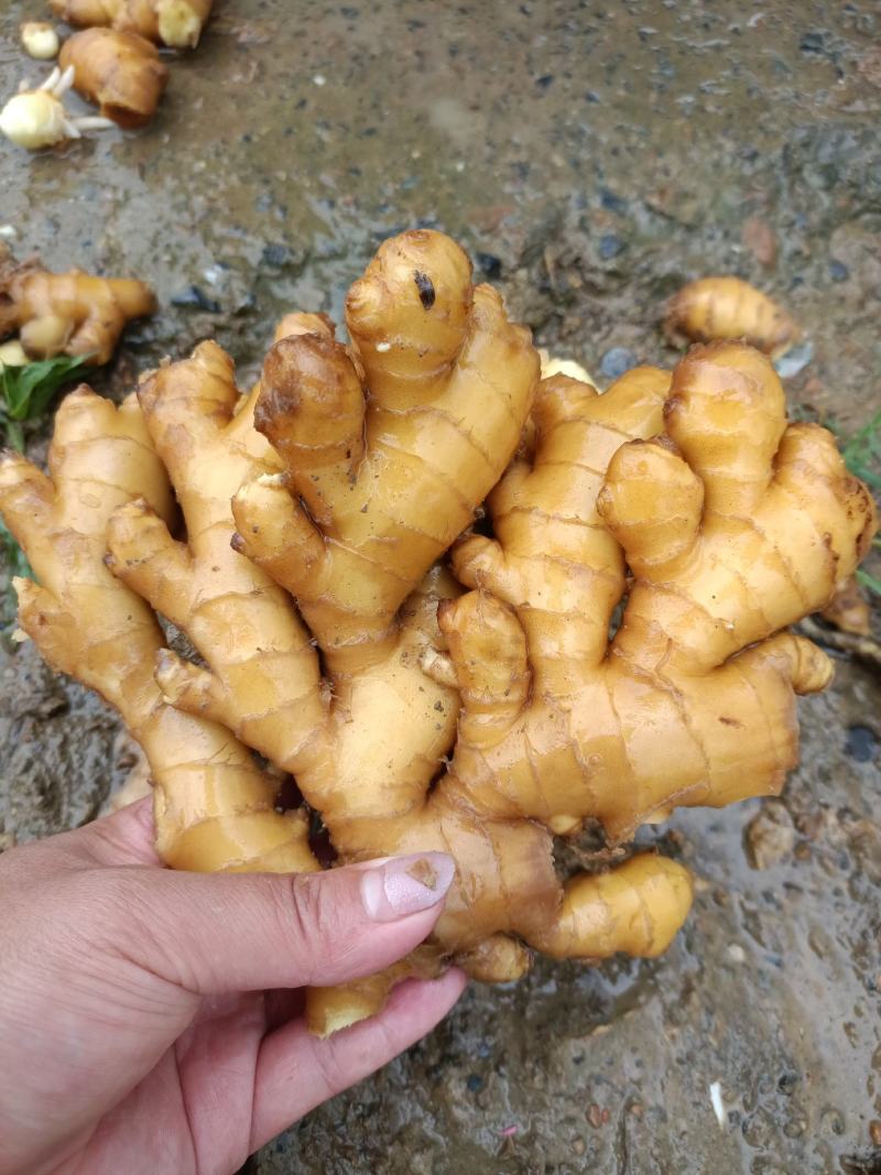 湖南汝城优质小黄姜大量供货中，一元上车保质保量!!!