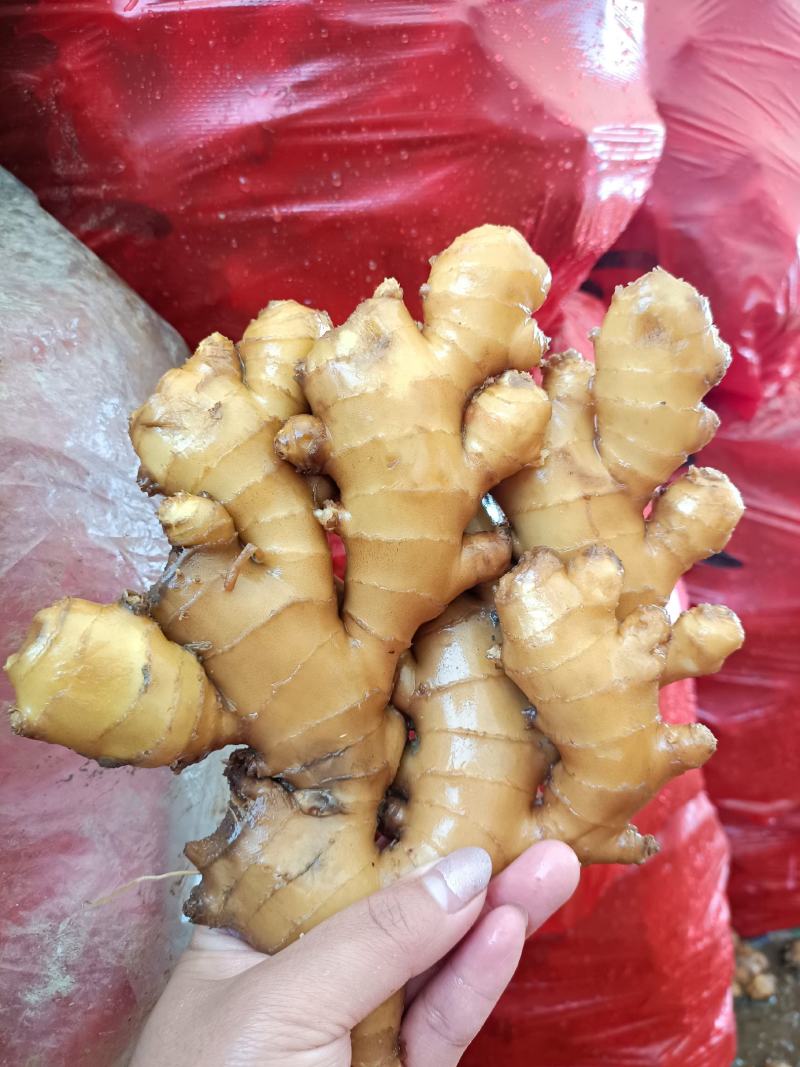 湖南汝城优质小黄姜大量供货中，一元上车保质保量!!!
