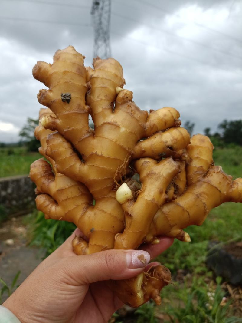 湖南汝城优质小黄姜大量供货中，一元上车保质保量!!!