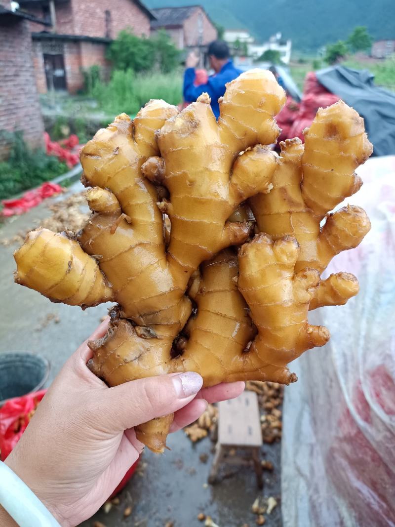 湖南汝城优质小黄姜大量供货中，一元上车保质保量!!!