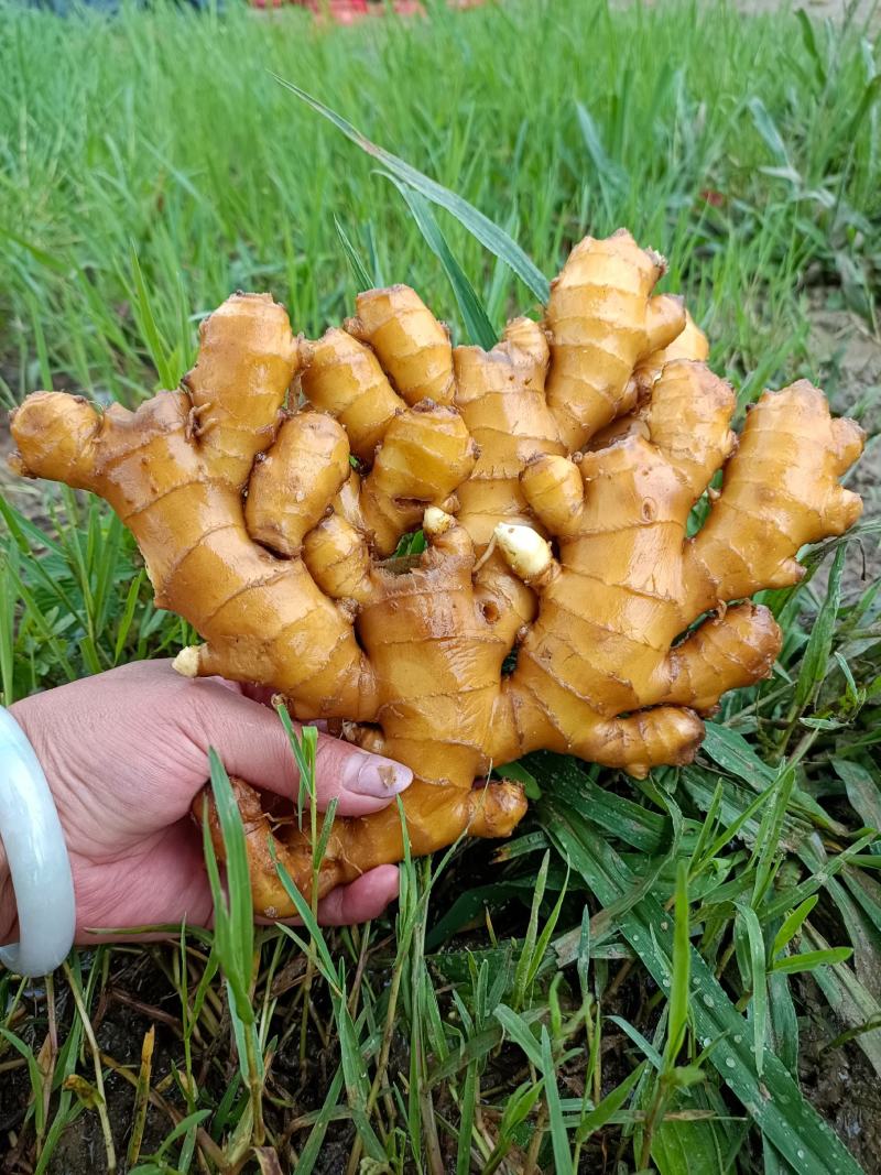 湖南汝城优质小黄姜大量供货中，一元上车保质保量!!!