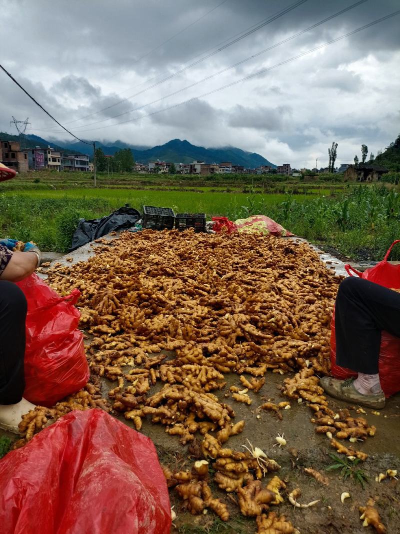 湖南汝城优质小黄姜大量供货中，一元上车保质保量!!!