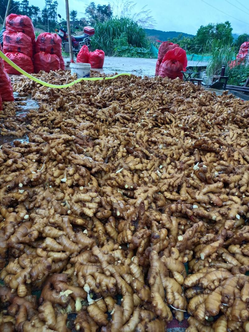 湖南汝城优质小黄姜大量供货中，一元上车保质保量!!!