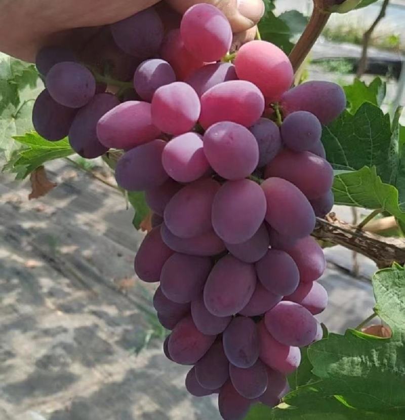 巨胜葡萄精品葡萄产地发货大量供应全国代发