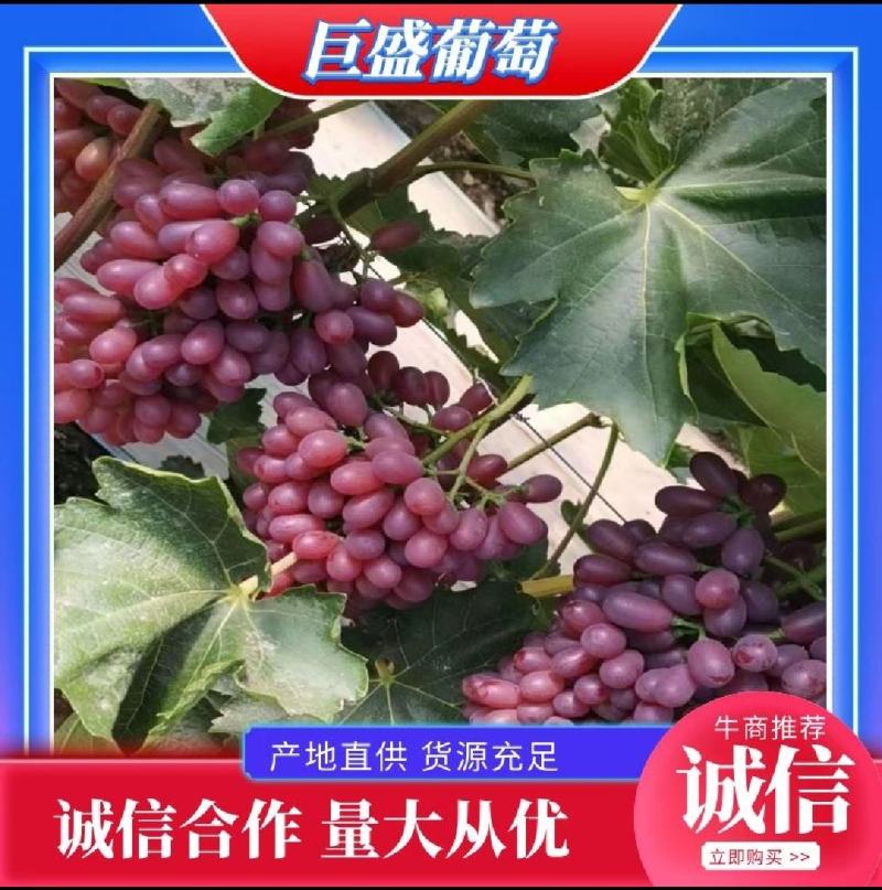 巨胜葡萄精品葡萄产地发货大量供应全国代发