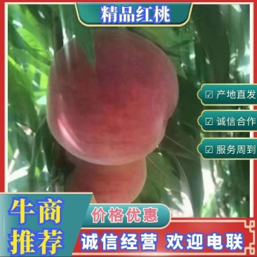 春晓桃精品桃子大量供应产地发货保质保量