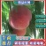 春晓桃精品桃子大量供应产地发货保质保量