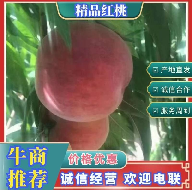 春晓桃精品桃子大量供应产地发货保质保量