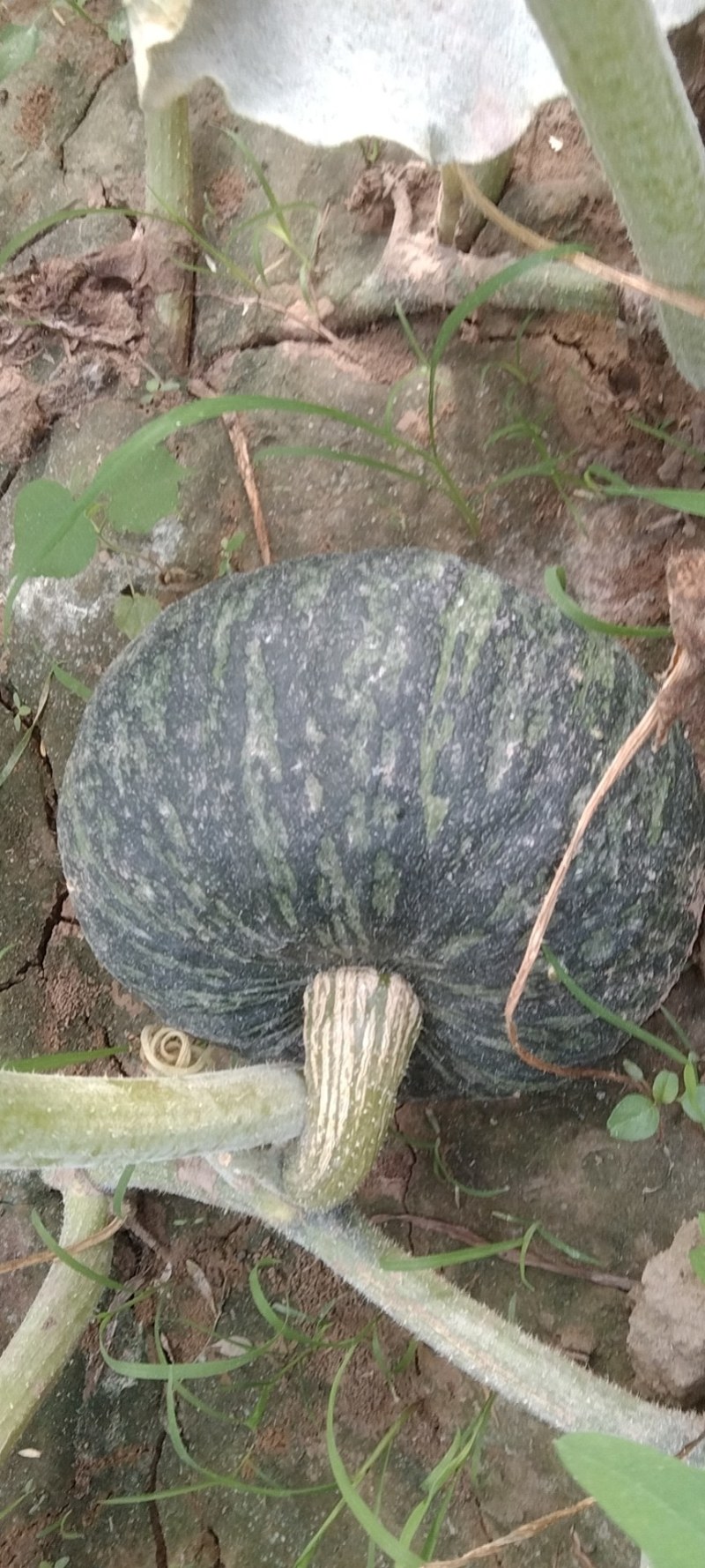 甜栗南瓜，板栗南瓜，产地直发，货源充足！