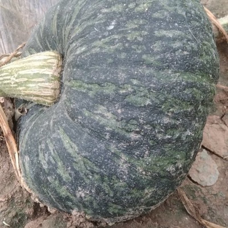 板栗南瓜，甜栗南瓜，口感甜，糯！产地直发，货源充足！