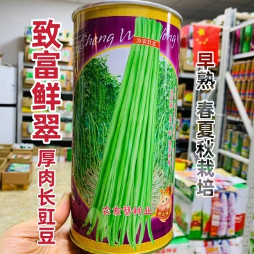致富鲜翠厚肉长豇豆种子早熟品种春秋油绿条长豆角种子
