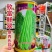 致富鲜翠厚肉长豇豆种子早熟品种春秋油绿条长豆角种子