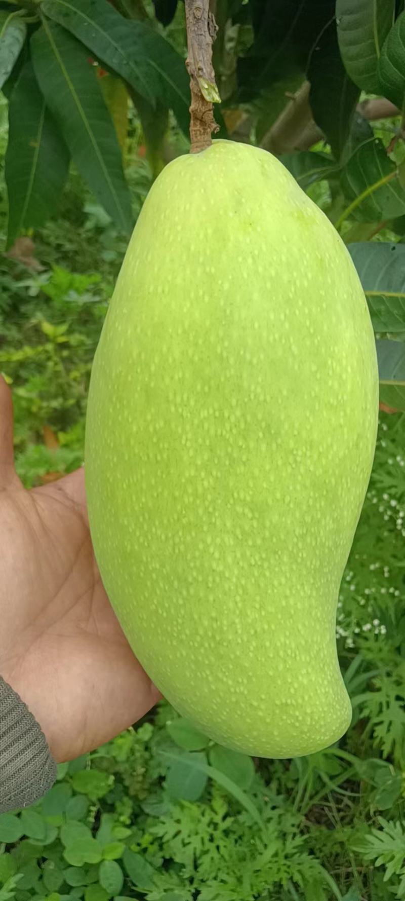 金煌可以卖了，15000斤