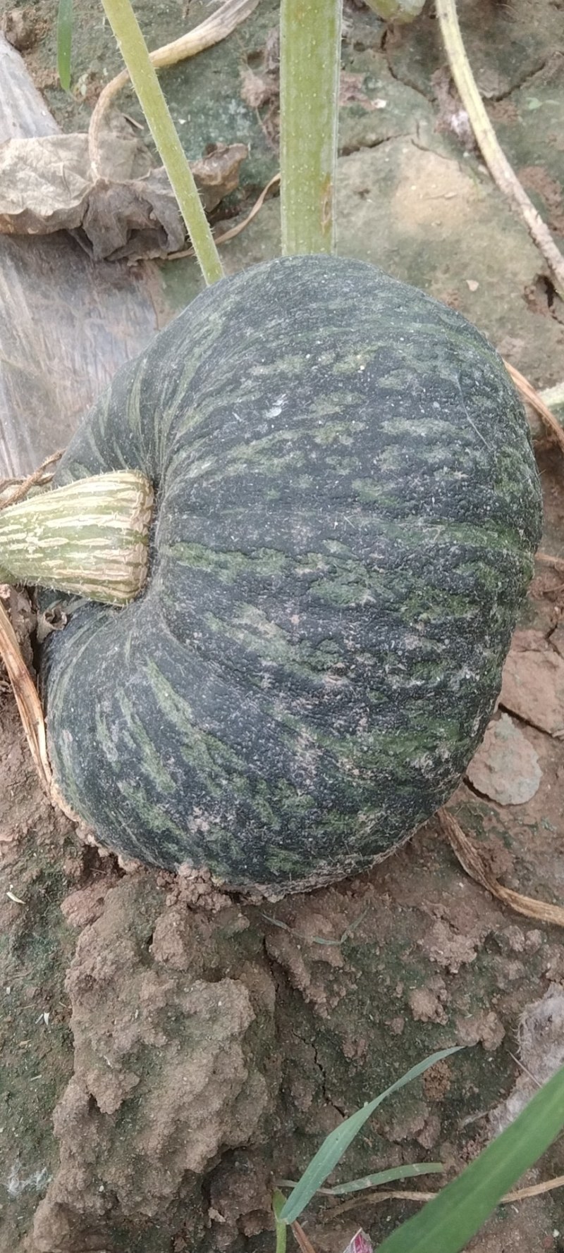 板栗南瓜，甜栗南瓜，大量上市！口感甜，面！产地直发，货源