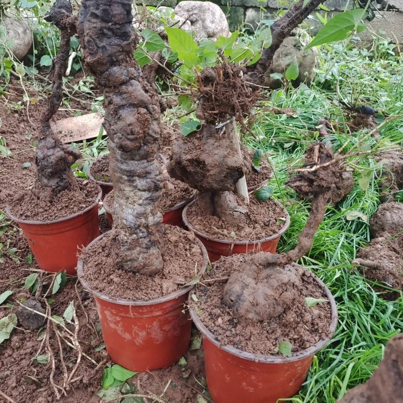 何首乌盆景，基地直发，易种植，质量保证，欢迎进店联系