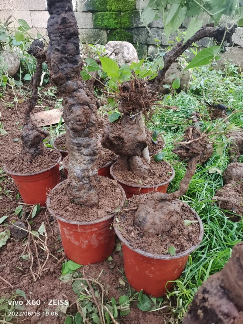 何首乌盆景，基地直发，易种植，质量保证，欢迎进店联系