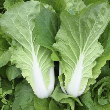 绿领速腾5号快菜青菜种子快菜种籽高产抗病包邮蔬菜种子