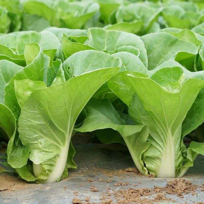 绿领速腾5号快菜青菜种子快菜种籽高产抗病包邮蔬菜种子