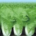 绿领速腾5号快菜青菜种子快菜种籽高产抗病包邮蔬菜种子