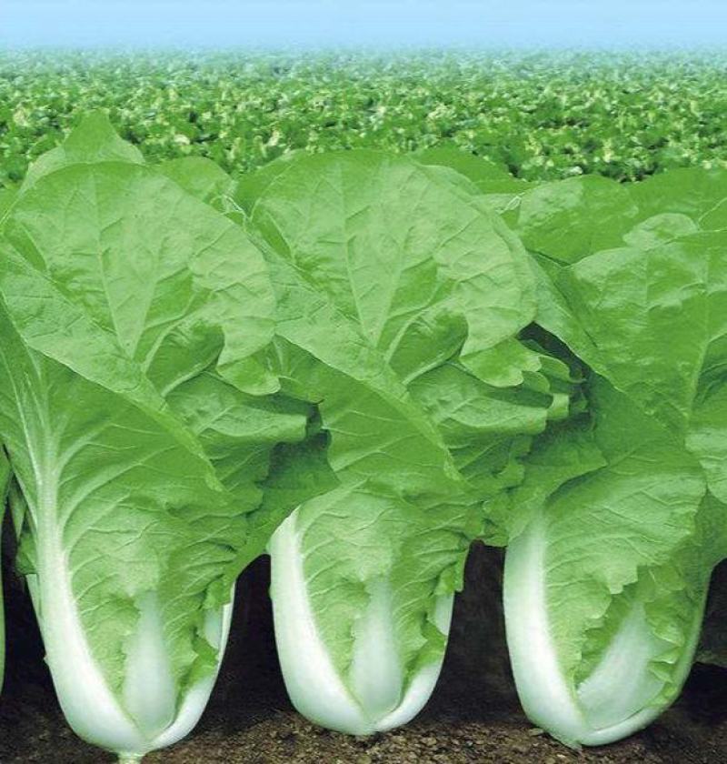 绿领速腾5号快菜青菜种子快菜种籽高产抗病包邮蔬菜种子